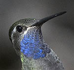Blue-throated Mountain-gem